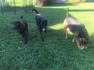 Black Labrador Retriever Mix