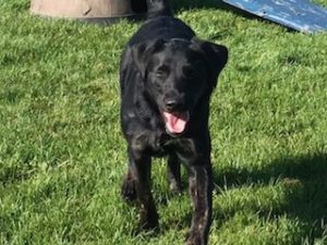 Black Labrador Retriever Mix