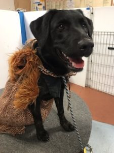 Black Labrador Retriever Mix