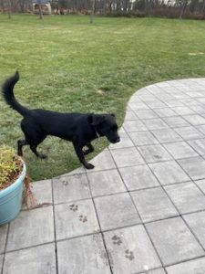 Black Labrador retriever Mix