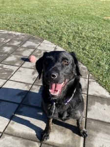 Black Labrador retriever Mix