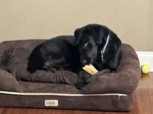 Black Labrador retriever Mix