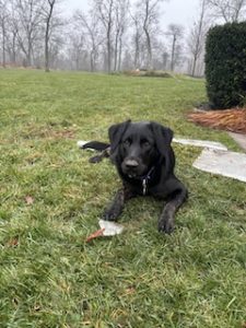 Black Labrador retriever Mix