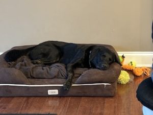 Black Labrador retriever Mix