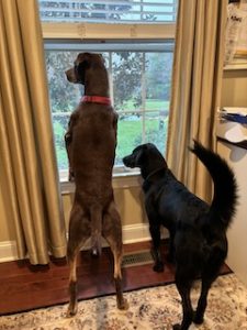 Black Labrador retriever Mix