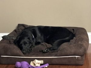 Black Labrador retriever Mix