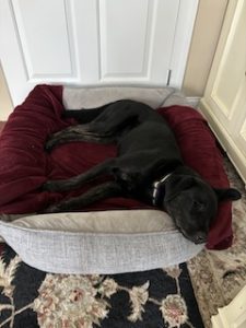 Black Labrador retriever Mix