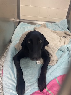 Madison #2 Black Labrador Retriever Female ~6-9 Years Old ID#3220 ...