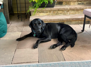 Black labrador retreiver 