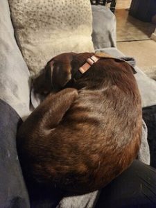 Chocolate Labrador Retriever