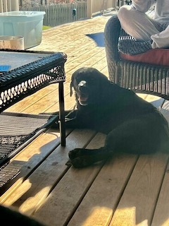 Black Labrador Retriever