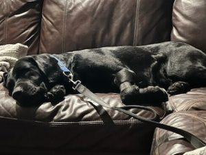 Black Labrador Retriever