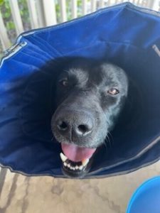 Black Labrador Retriever