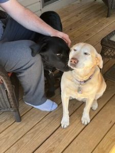 Black Labrador Retriever