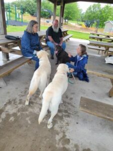 Labrador retrievers and people