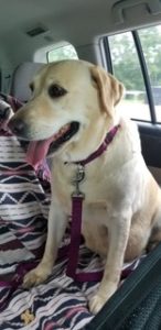 yellow lab on a rescue ride
