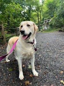 yellow lab on a leash on a trail