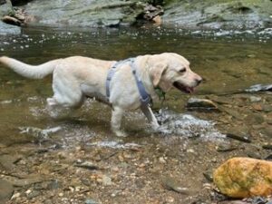 Yellow Labrador Retriever