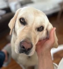 Yellow Labrador Retriever