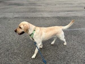 Yellow Labrador Retriever