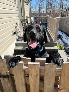 Black Labrador Retriever