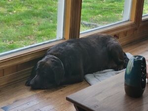 Chocolate Labrador Retriever