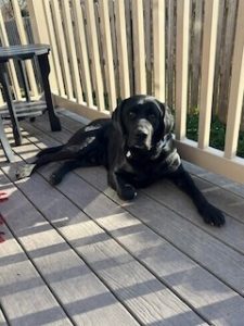 Black Labrador Retriever