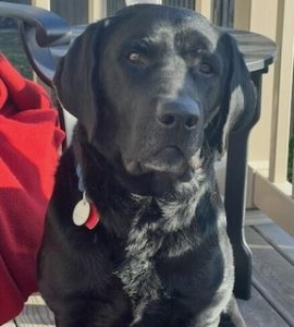 Black Labrador Retriever