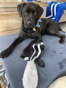 Black Labrador Retriever 
