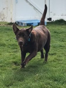 Chocolate Labrador Retriever