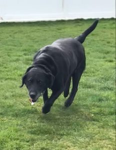 Black Labrador Retriever