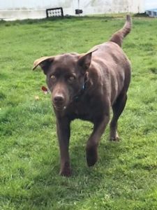 Chocolate Labrador Retriever