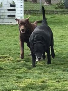 Chocolate Labrador Retriever, Black Labrador Retriever