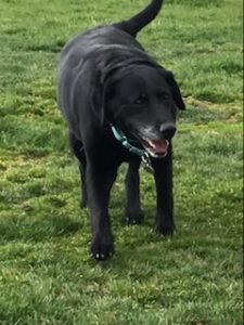 Black Labrador Retriever