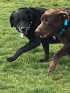 Chocolate Labrador Retriever, Black Labrador Retriever