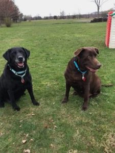 Chocolate Labrador Retriever, Black Labrador Retriever