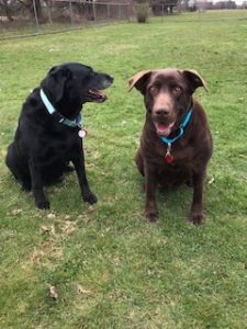 Chocolate Labrador Retriever, Black Labrador Retriever