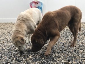 Chocolate Labrador Retriever, Yellow Labrador Retriever