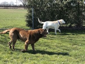 Chocolate Labrador Retriever, Yellow Labrador Retriever