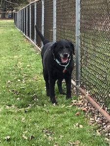 Black Labrador Retriever