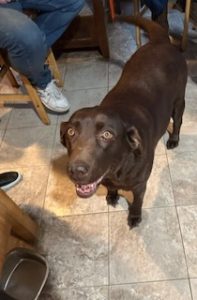 Chocolate Labrador Retriever