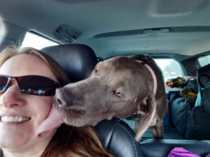 dog licking drivers face on rescue ride