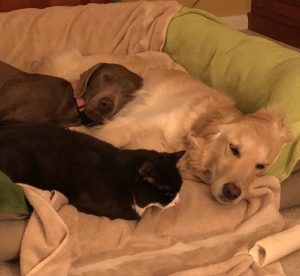 2 dogs and a cat in a snuggle pile