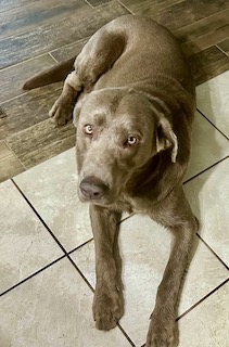Silver Lab Skin Rescue Yogi #2 Silver Labrador Retriever Male 1 Year Old ID# - Brookline ...
