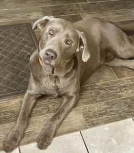 Silver Labrador Retriever