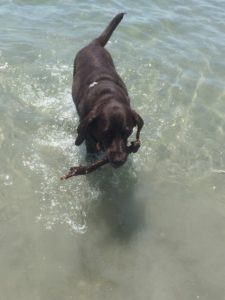 a chocolate lab with a stick in the water