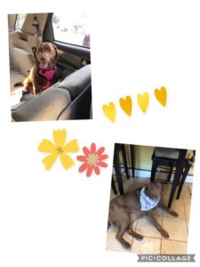 a two picture collage of a dog in a car and a dog in the kitchen