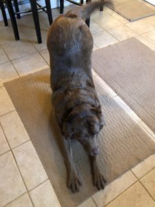 dog stretching on a carpet