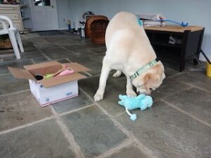 Yellow Labrador Retriever