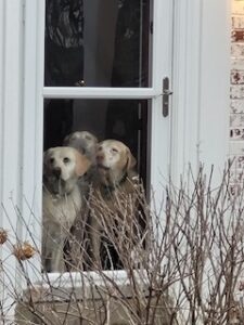 Yellow Labrador Retriever